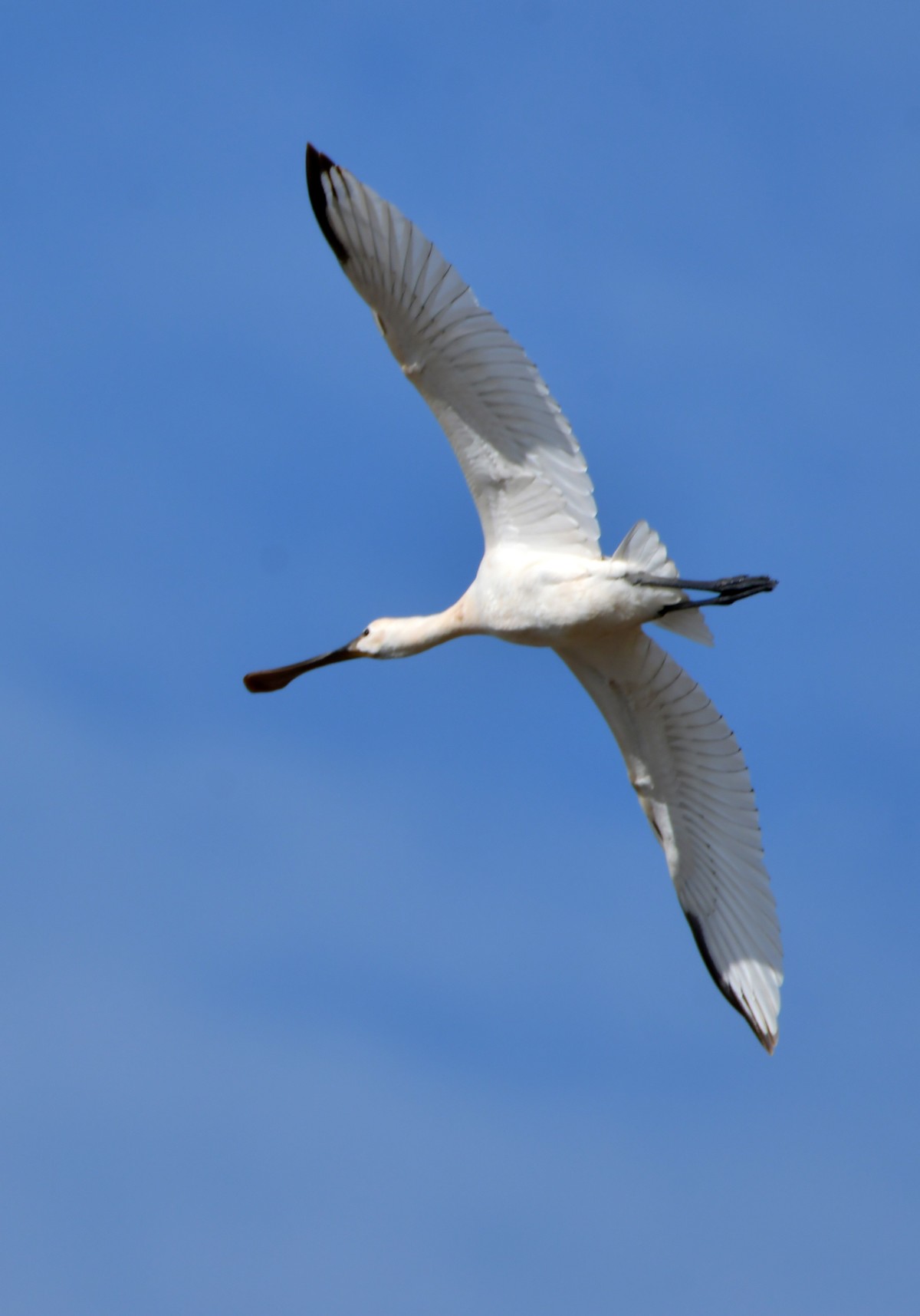 洞庭湖随拍（二）