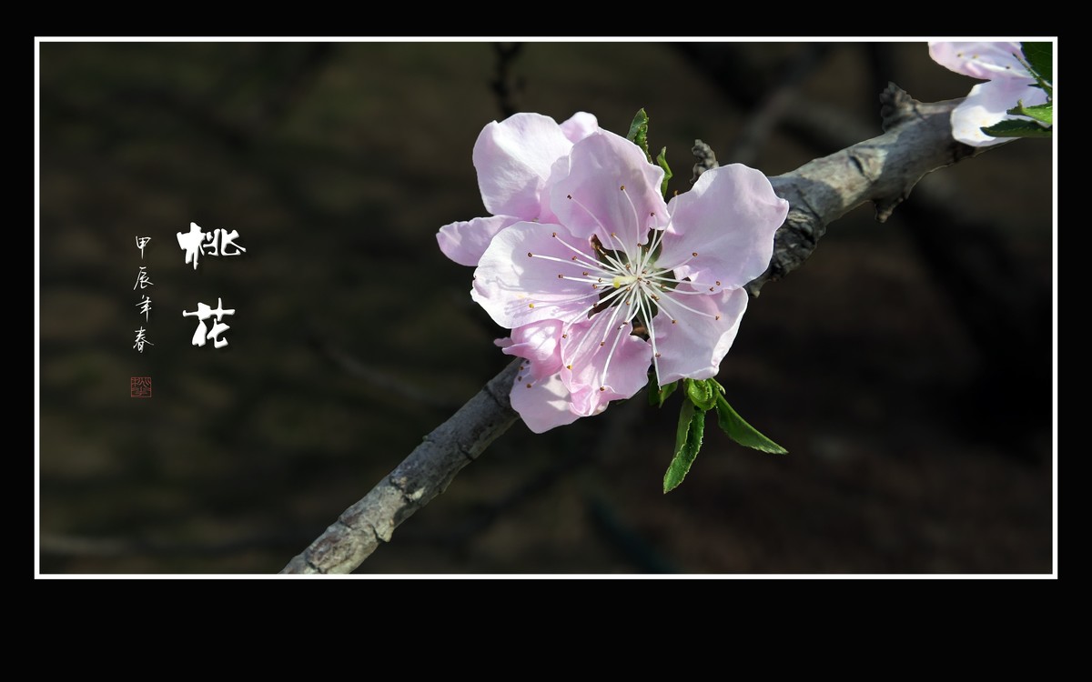 粉面桃花分外娇