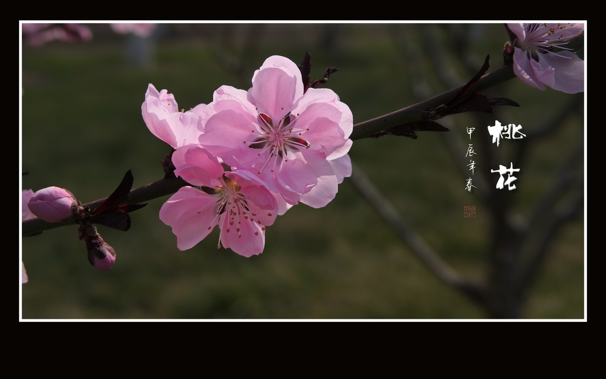 粉面桃花分外娇