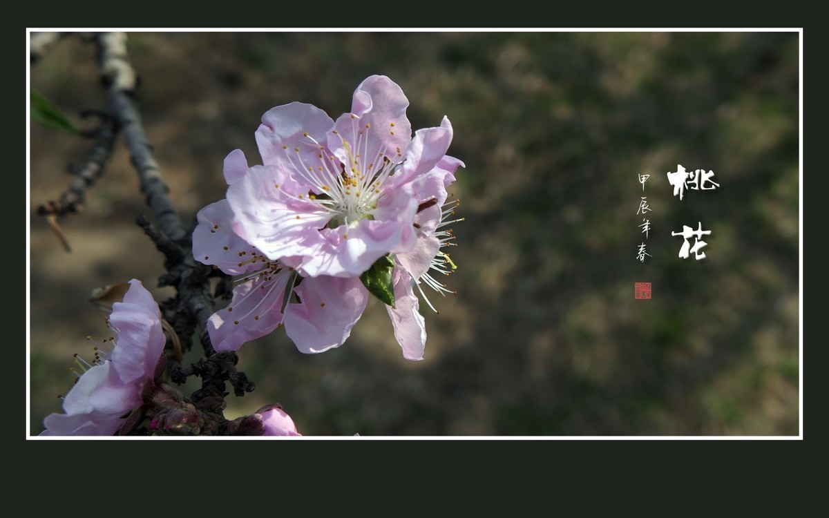 粉面桃花分外娇