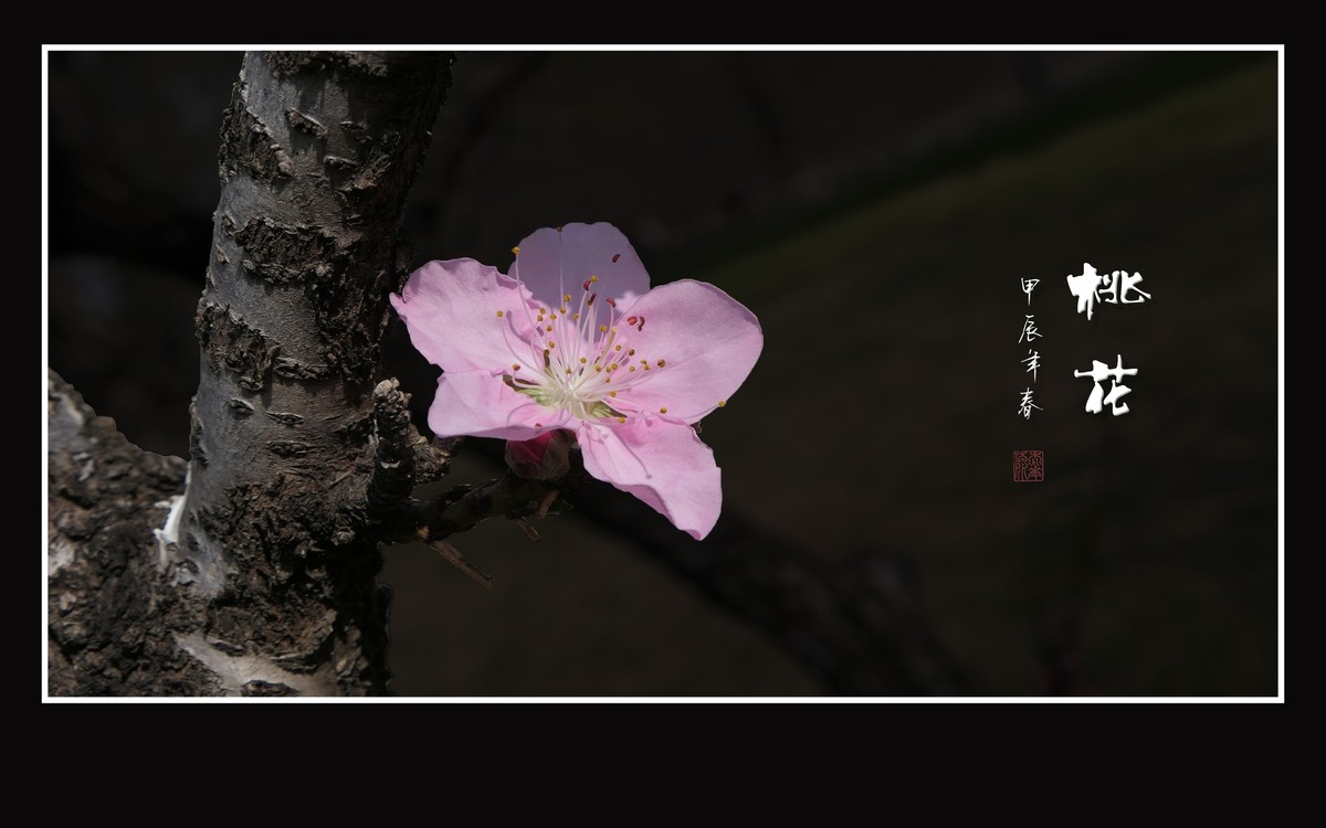 粉面桃花分外娇