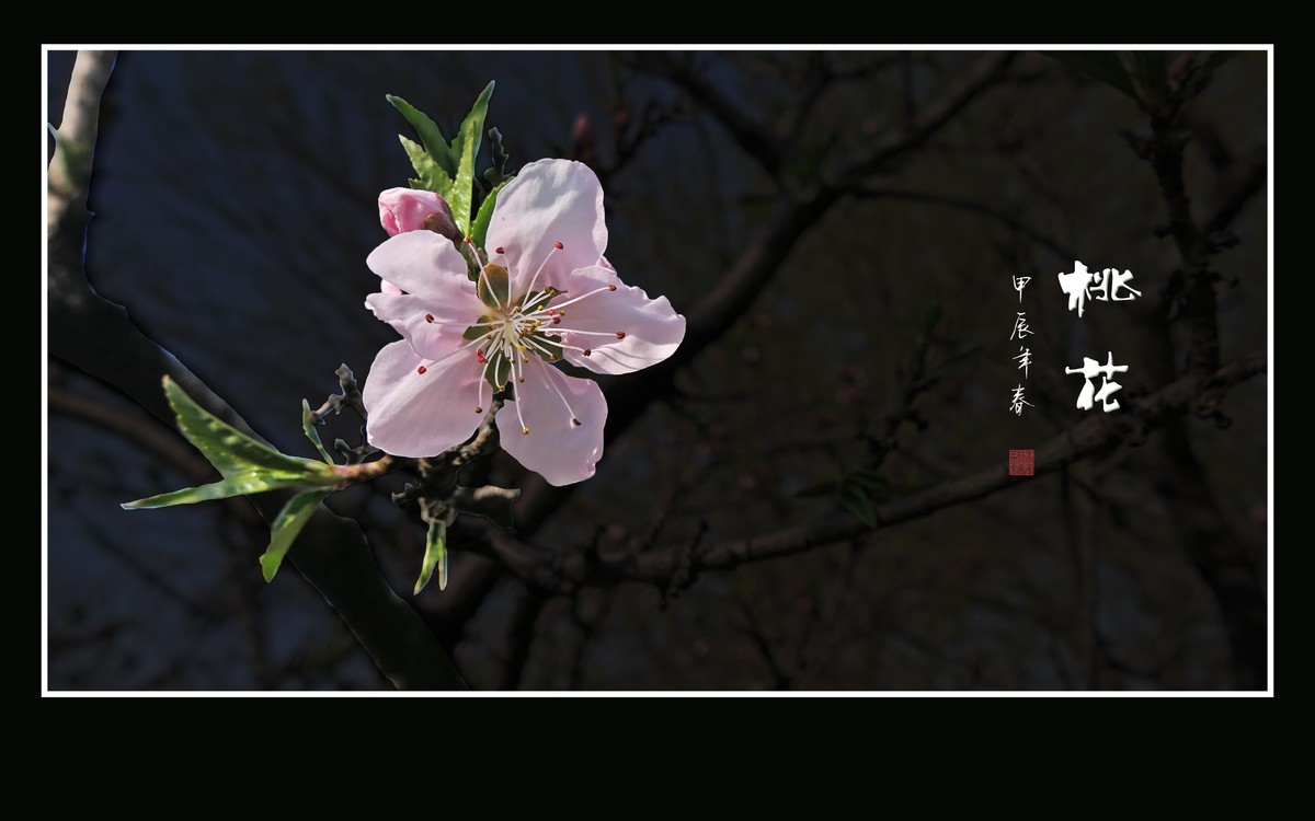 粉面桃花分外娇