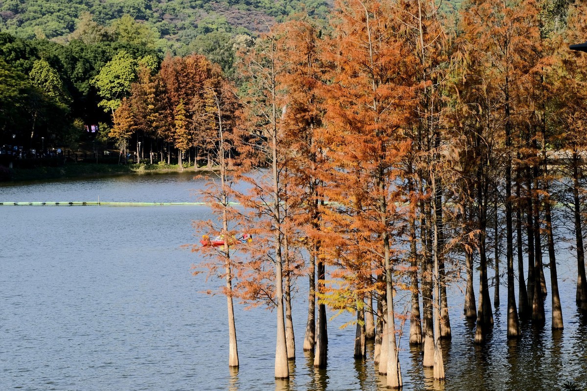麓湖公园冬日景色