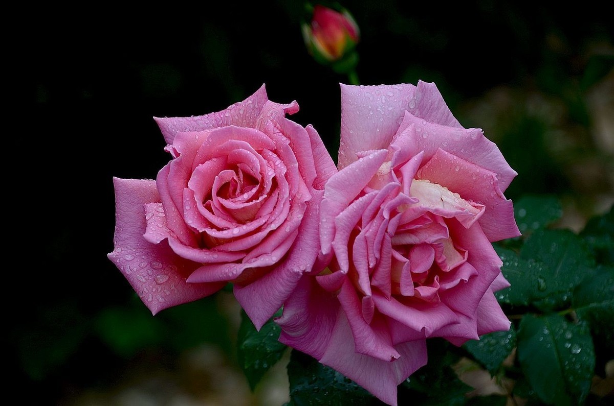 雨  后 月 季 花 ------。