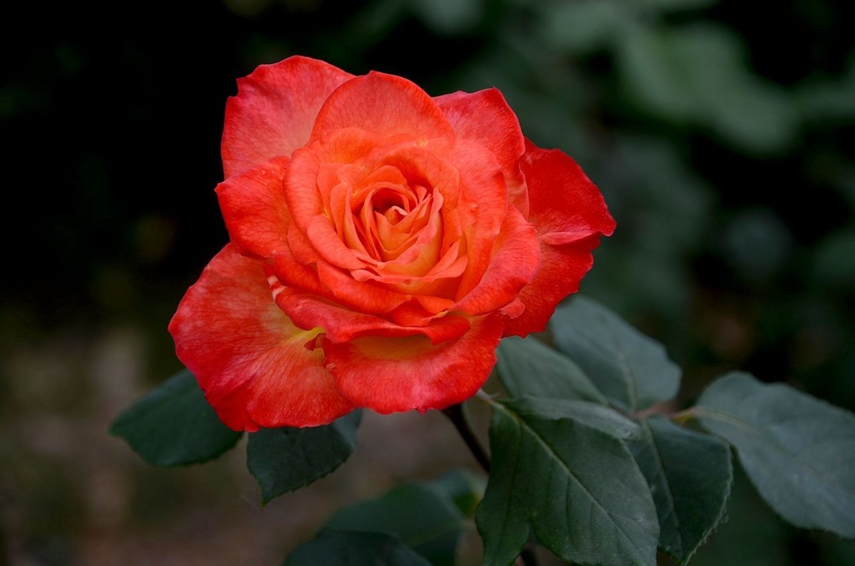 雨  后 月 季 花 ------。