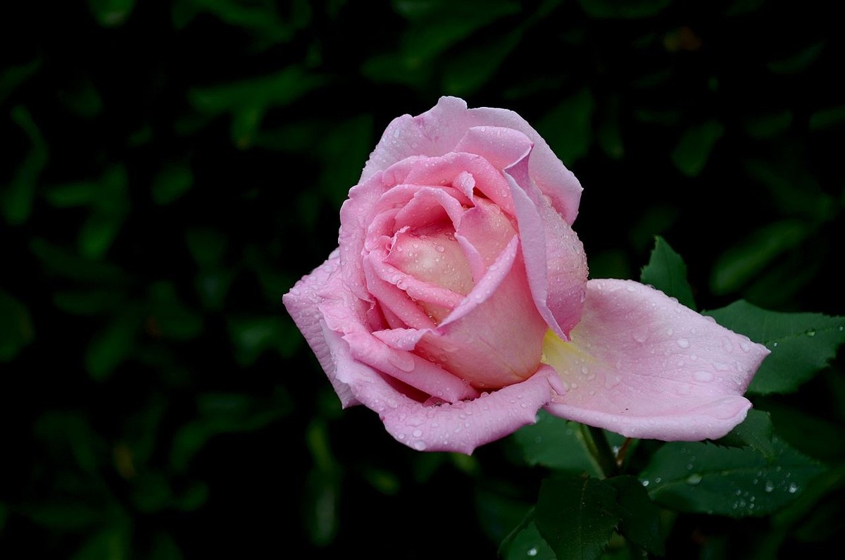 雨  后 月 季 花 ------。