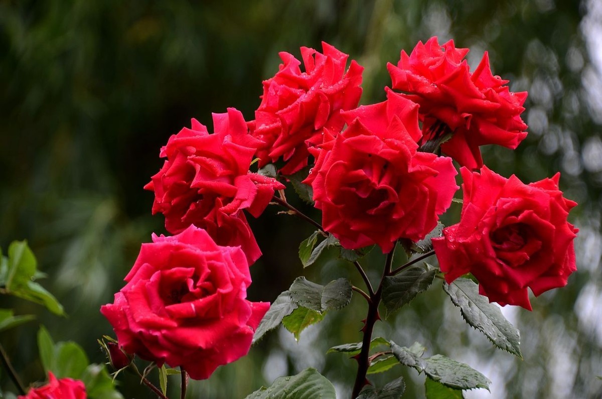 雨  后 月 季 花 ------。