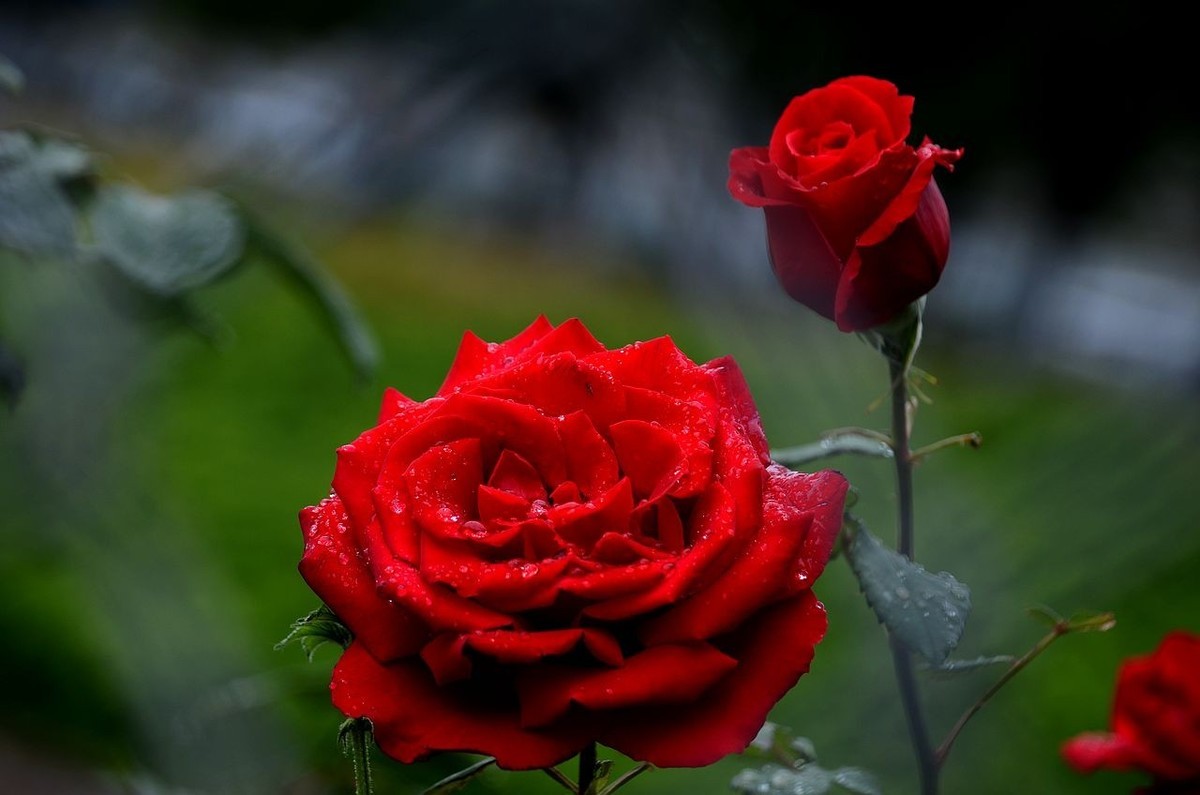 雨  后 月 季 花 ------。