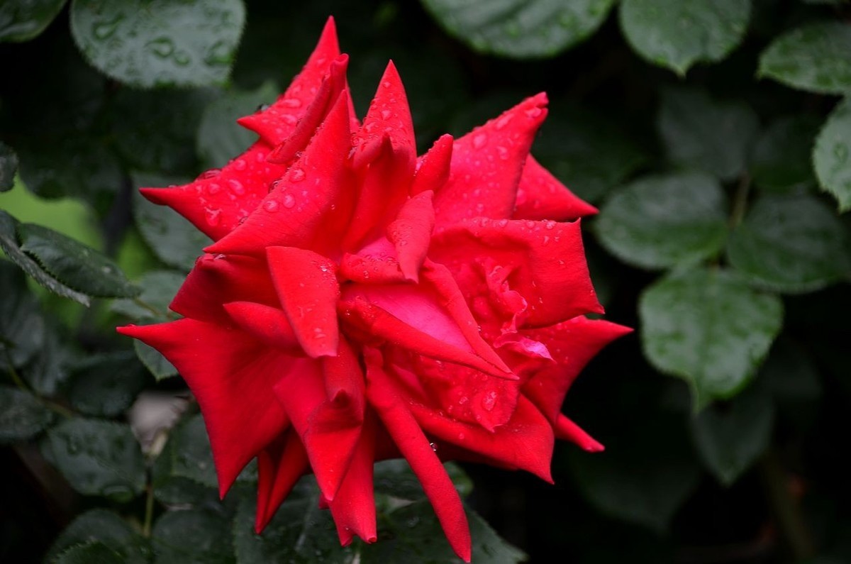 雨  后 月 季 花 ------。