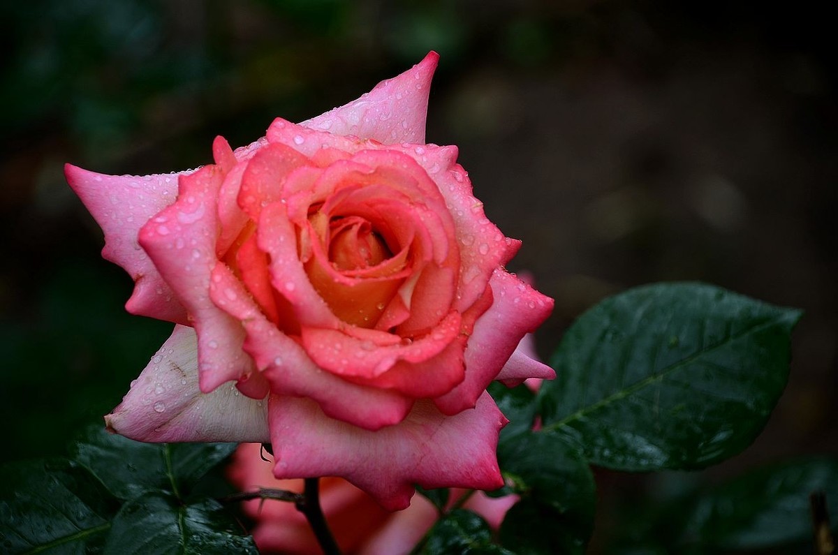 雨  后 月 季 花 ------。