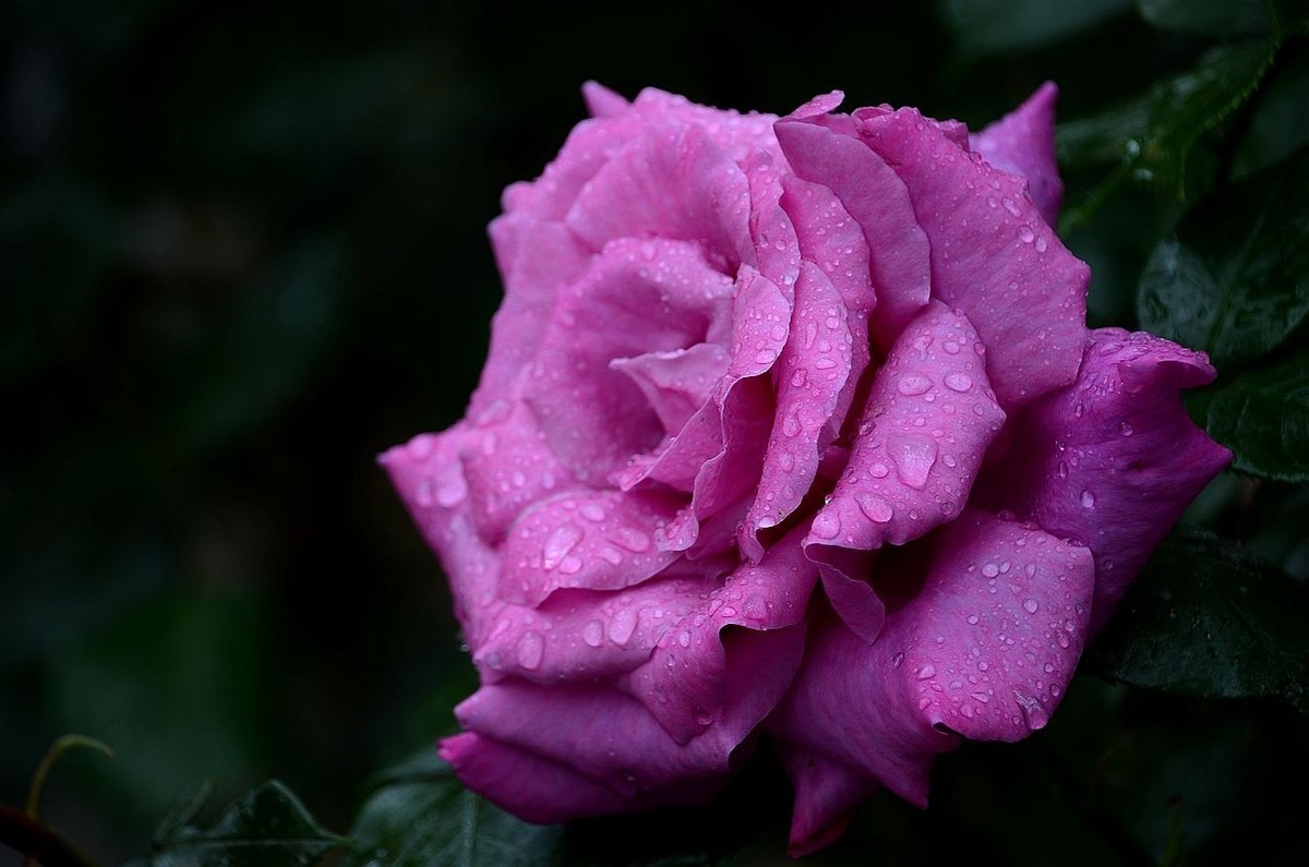 雨  后 月 季 花 ------。