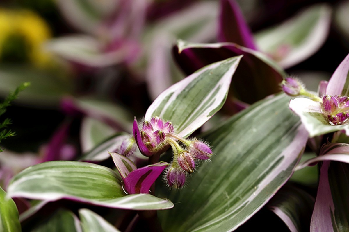 油画婚礼紫露草