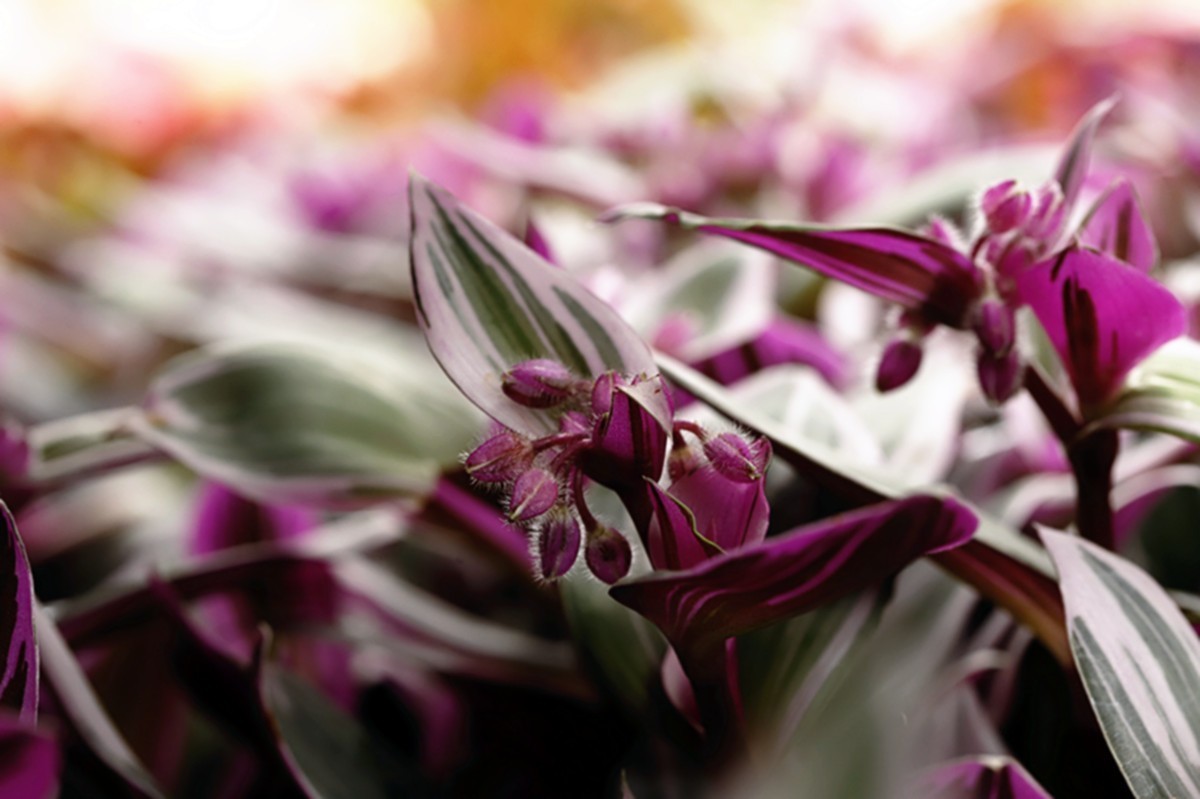 油画婚礼紫露草