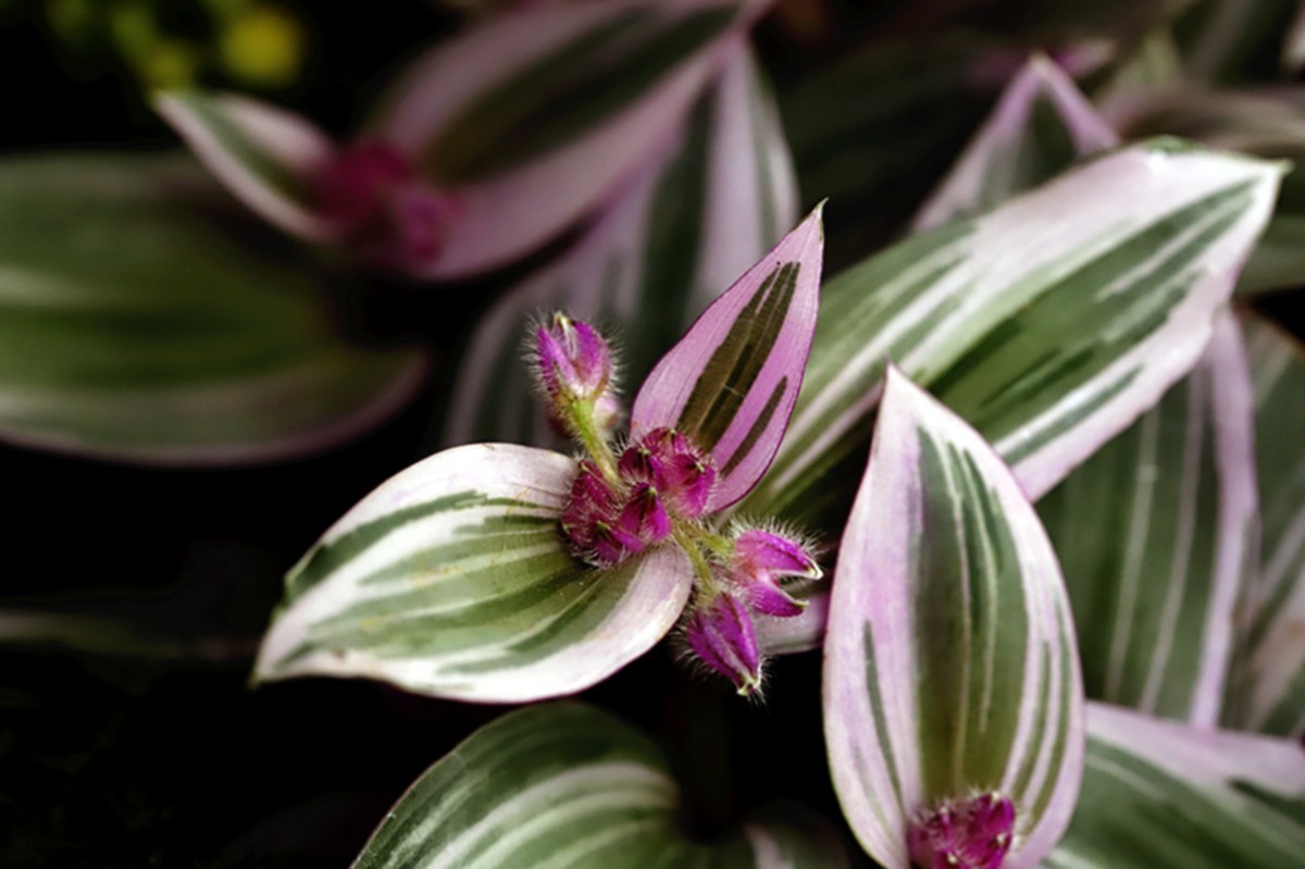 油画婚礼紫露草