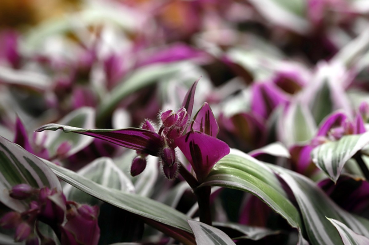 油画婚礼紫露草