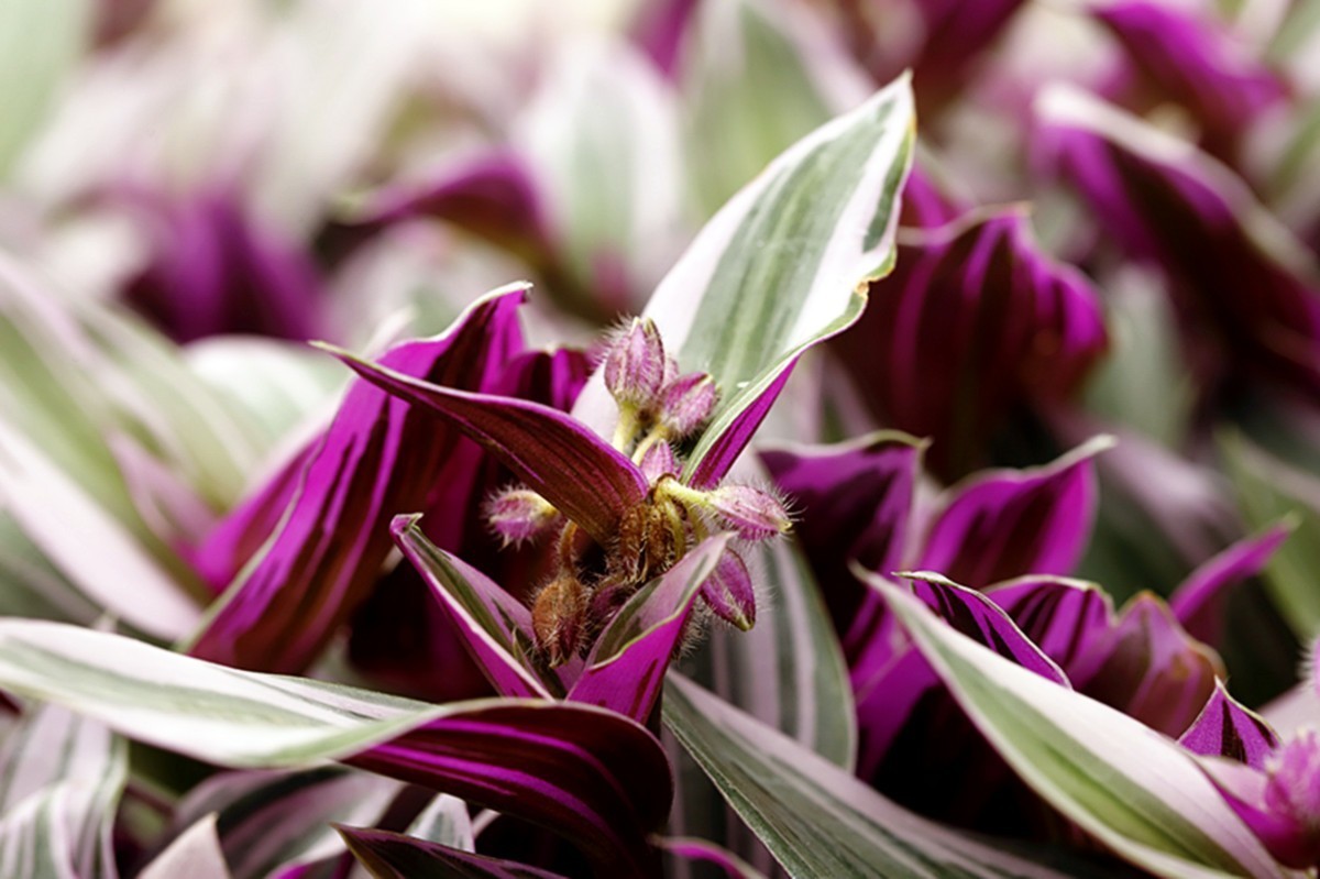 油画婚礼紫露草