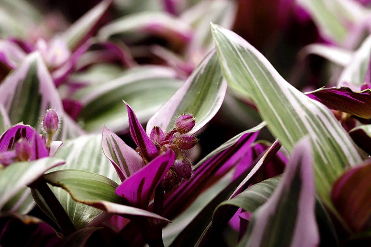 油画婚礼紫露草