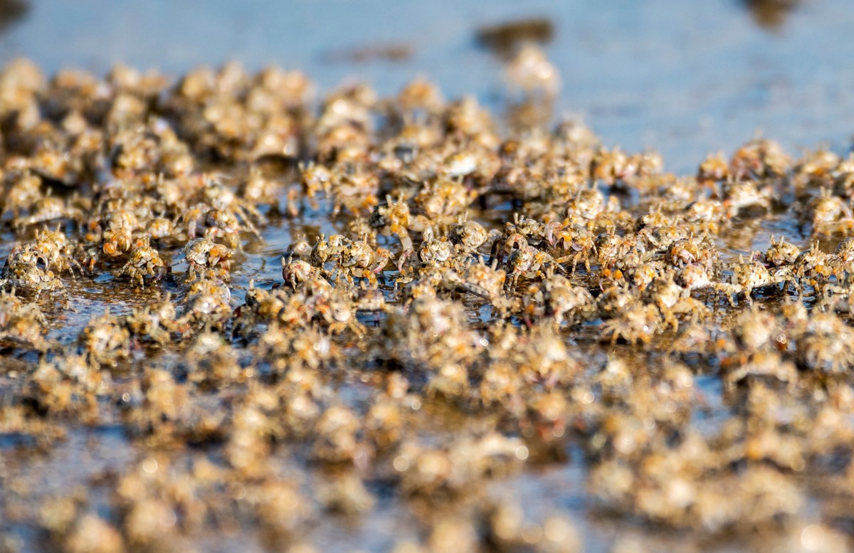 沙滩上密集的小蟹（七）