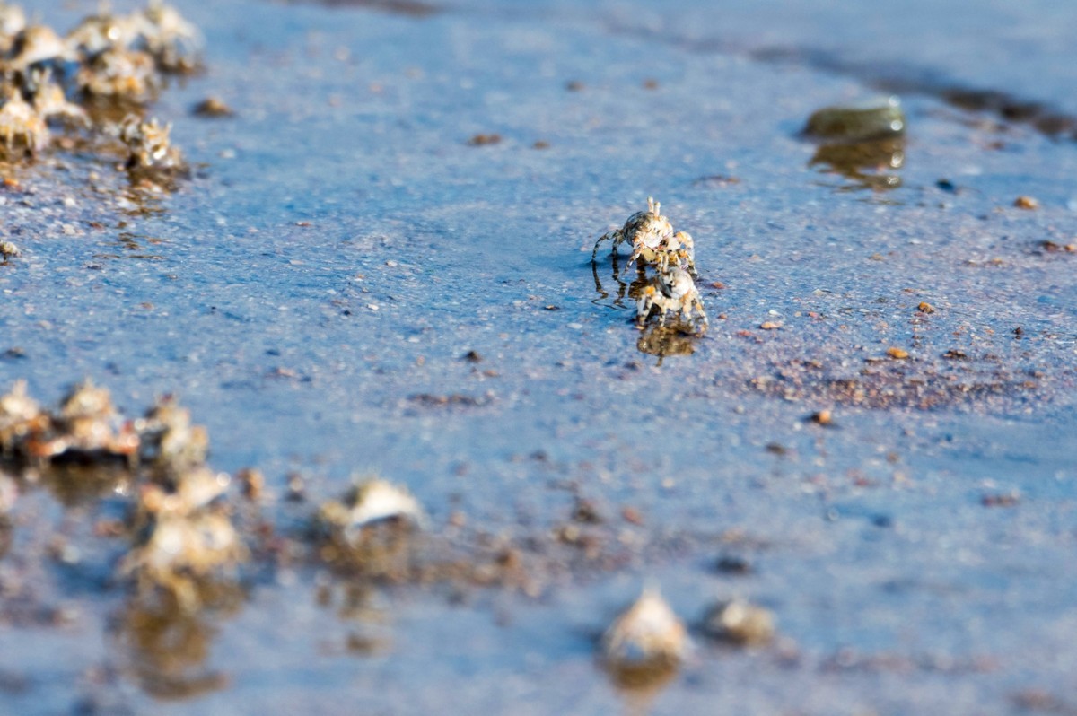 沙滩上密集的小蟹（七）