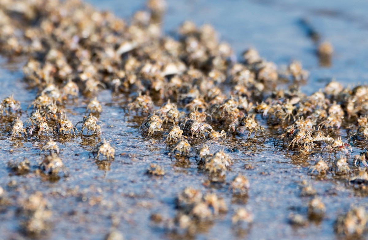 沙滩上密集的小蟹（七）
