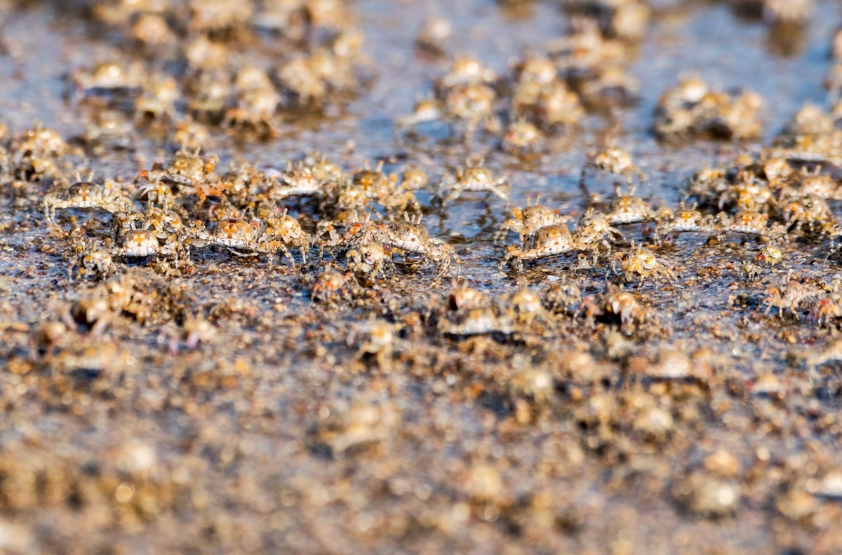 沙滩上密集的小蟹（七）