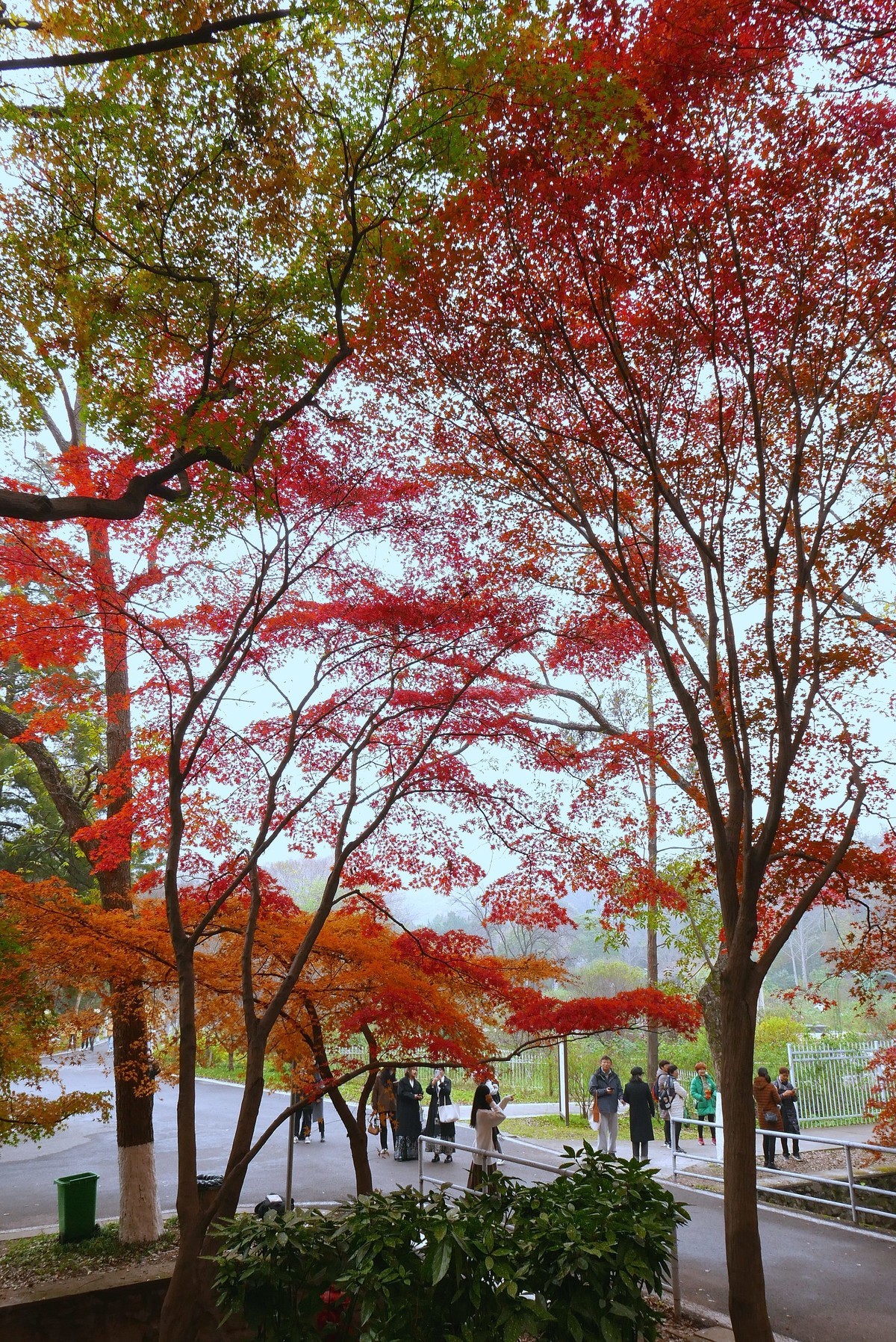 南京中山植物园红枫岗