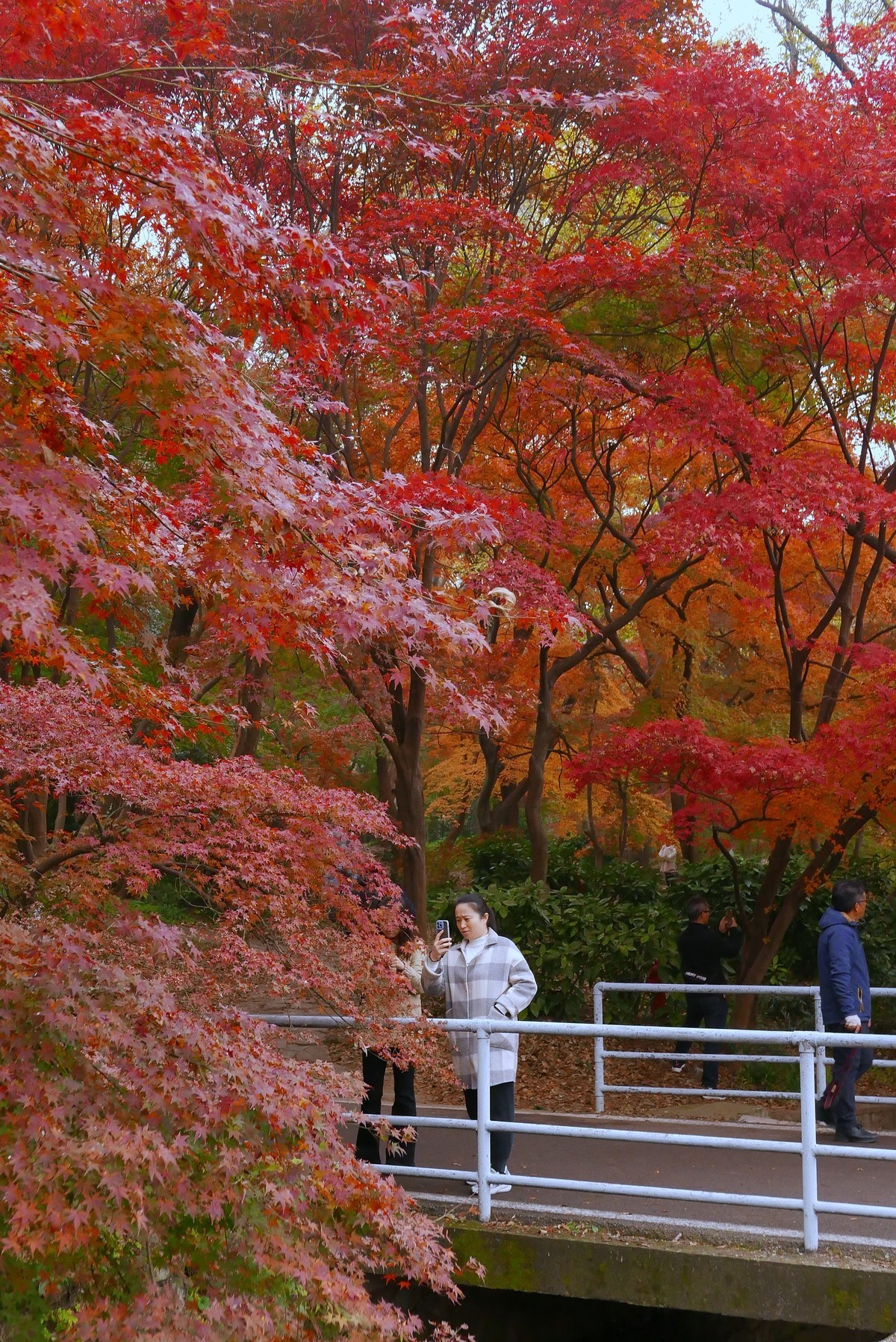 南京中山植物园红枫岗