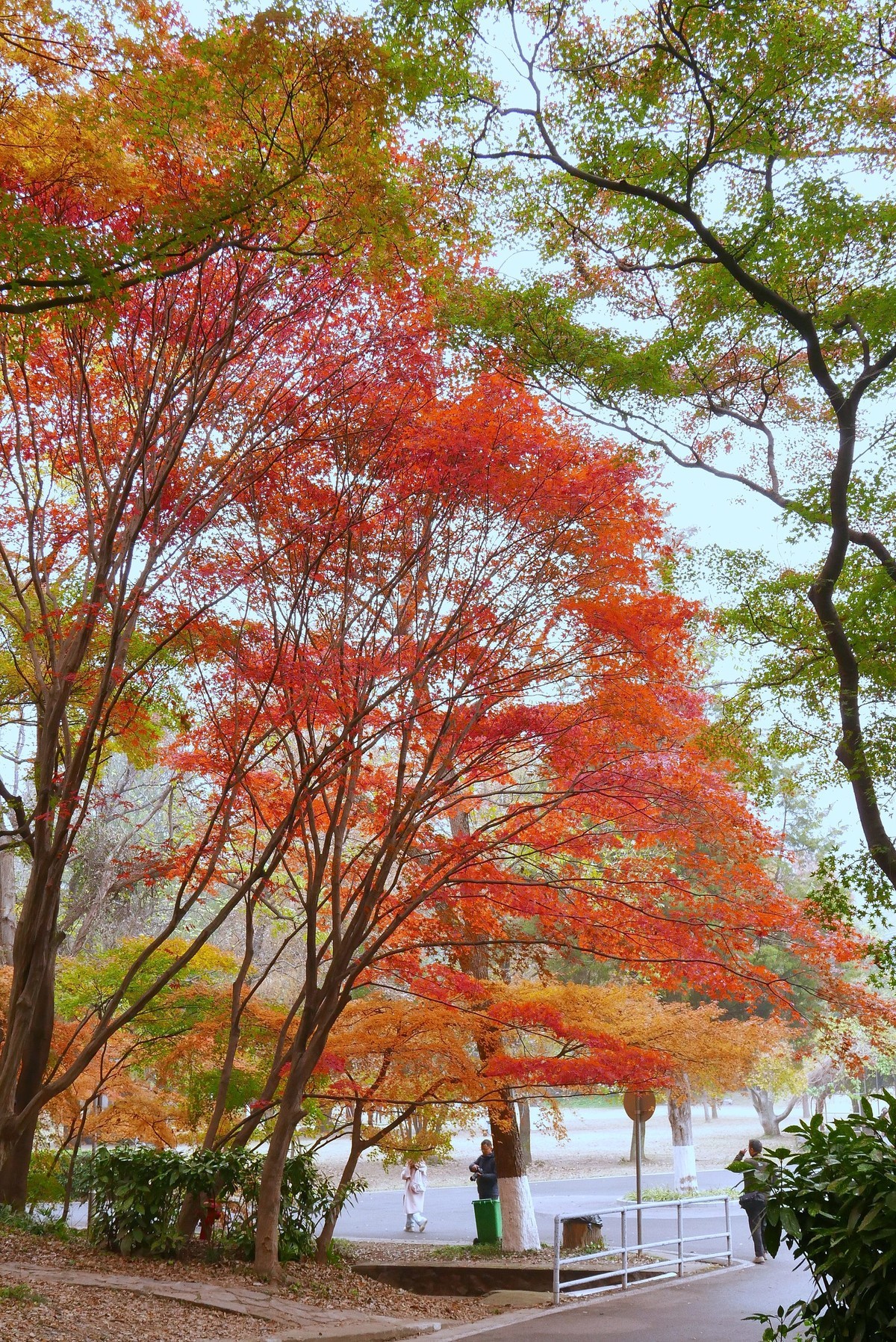南京中山植物园红枫岗