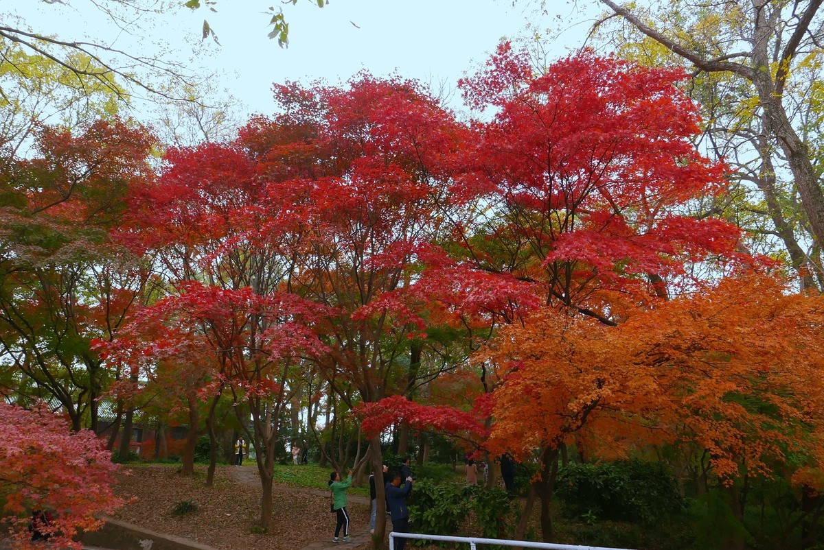 红枫岗