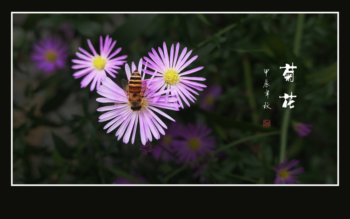 秋霜染菊艳，剑瓣搏寒风