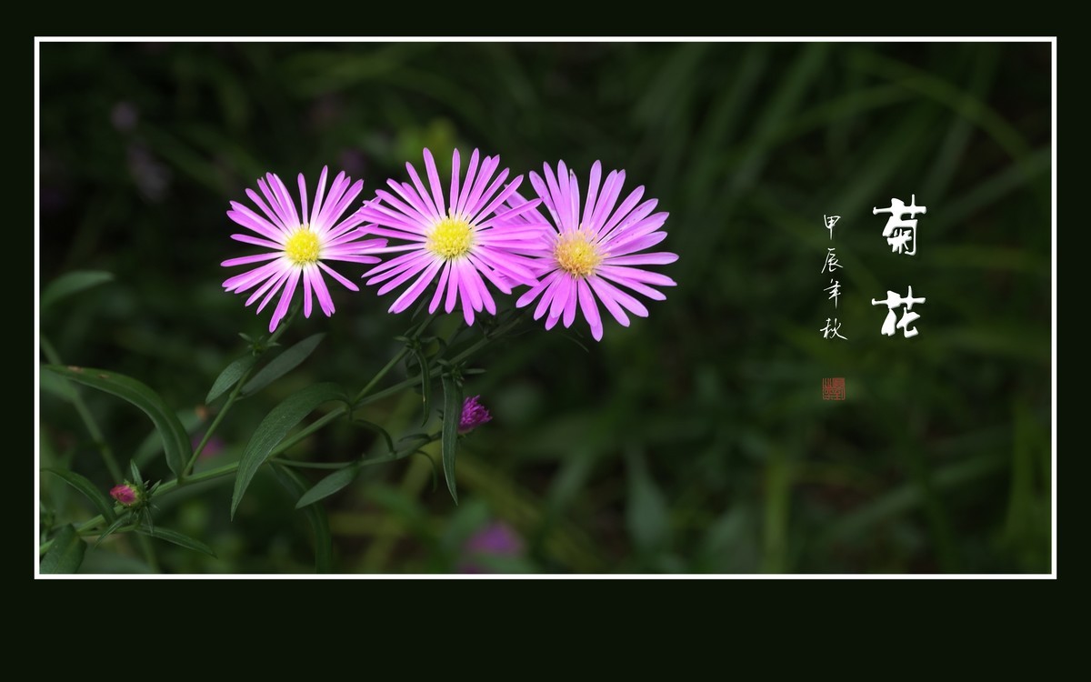 秋霜染菊艳，剑瓣搏寒风