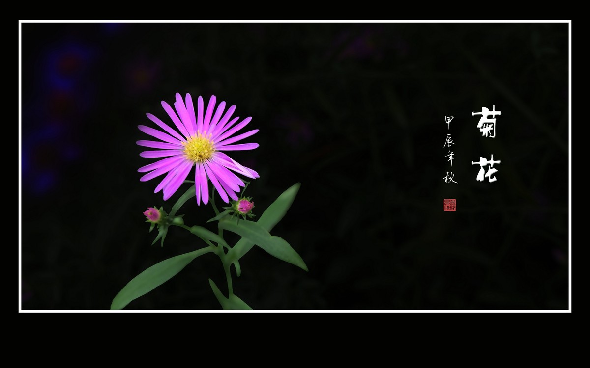 秋霜染菊艳，剑瓣搏寒风