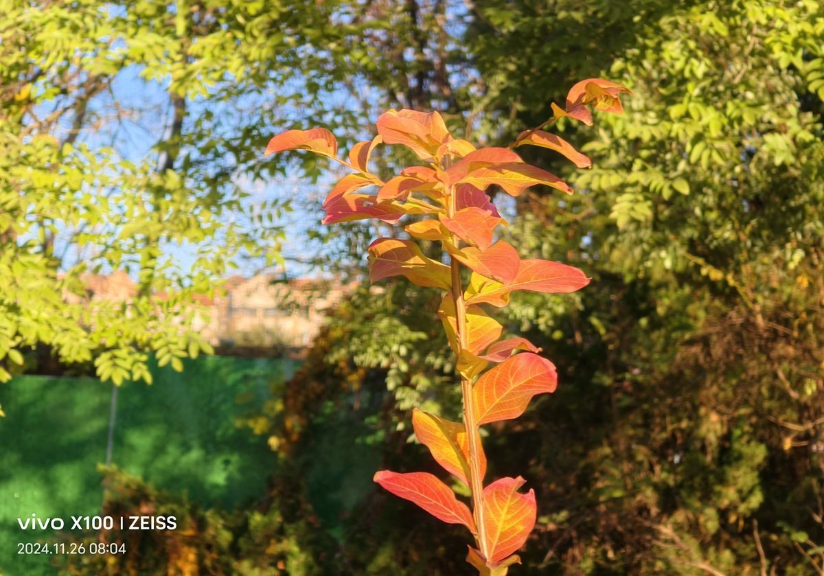 留住冬日里的秋色