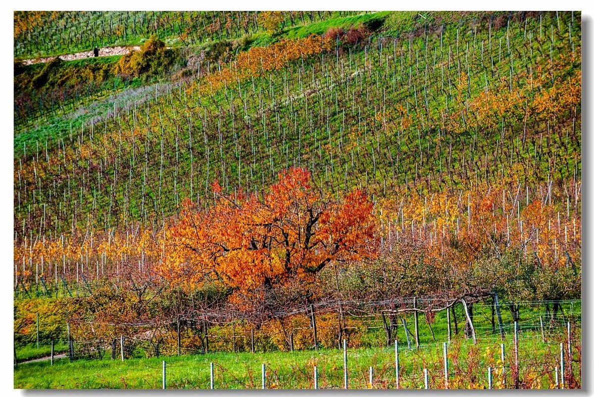 秋在“黑森林”（南德）