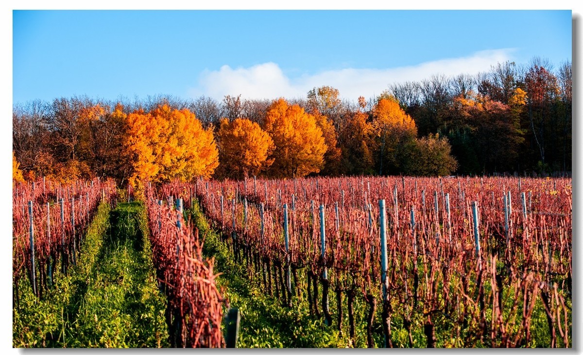 秋在“黑森林”（南德）