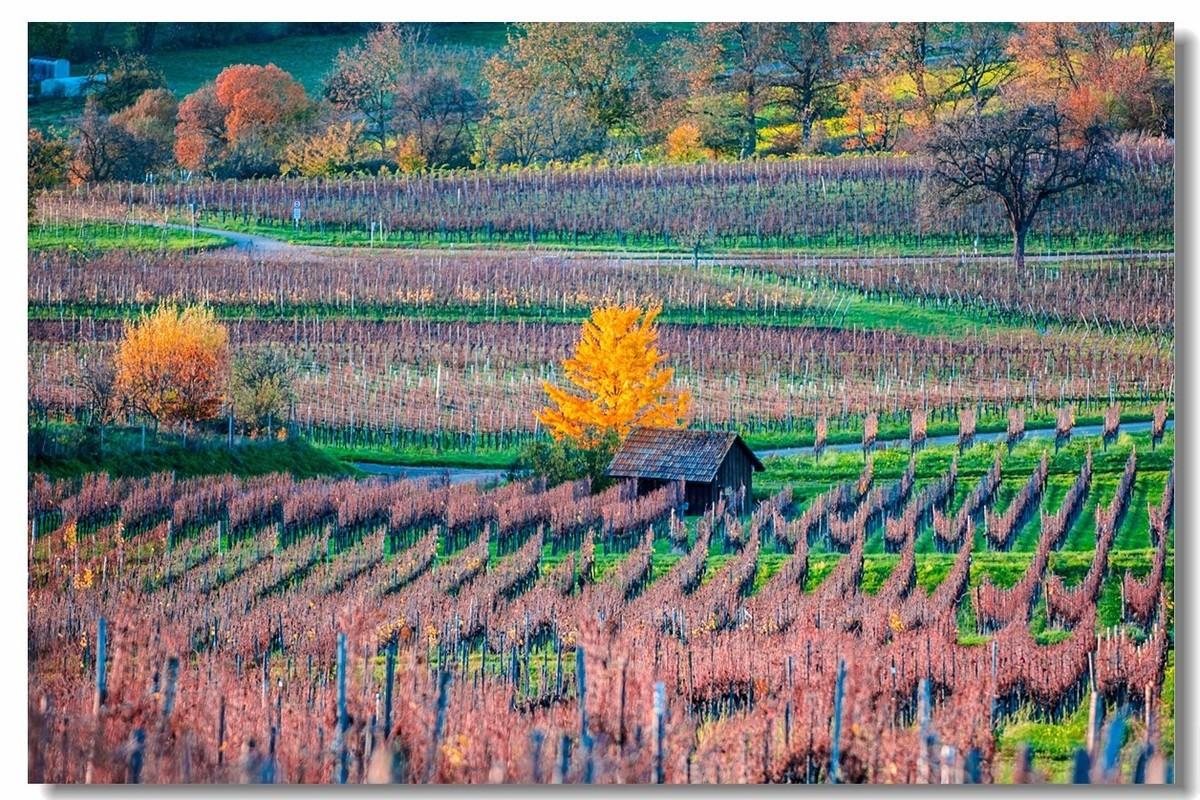 秋在“黑森林”（南德）