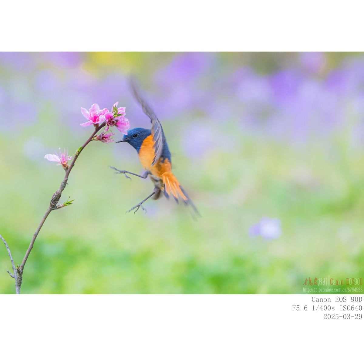 240329蓝额红尾鸲 续