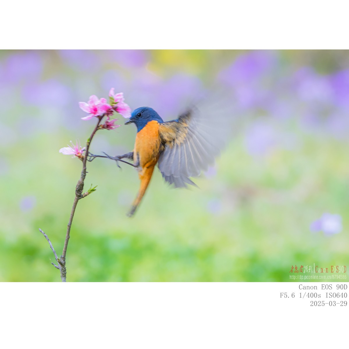 240329蓝额红尾鸲 续