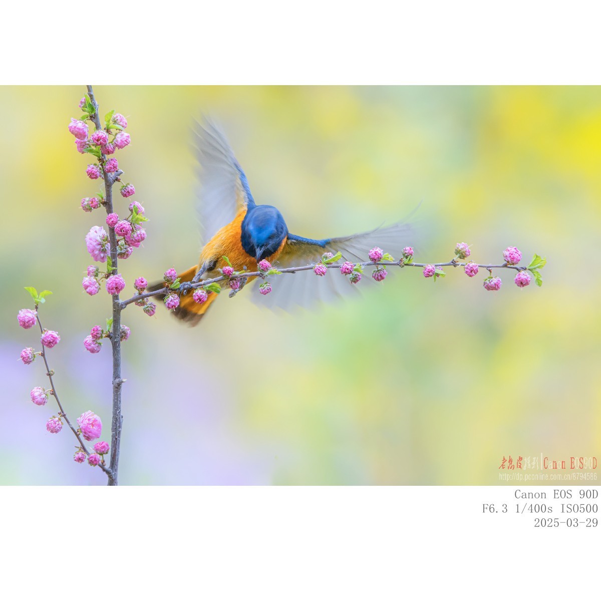 240329蓝额红尾鸲 续