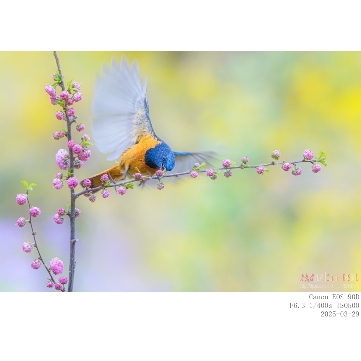 240329蓝额红尾鸲 续