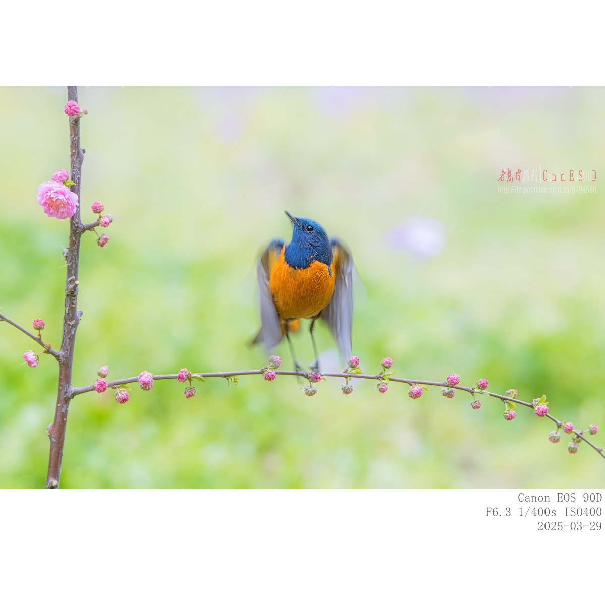 240329蓝额红尾鸲 续