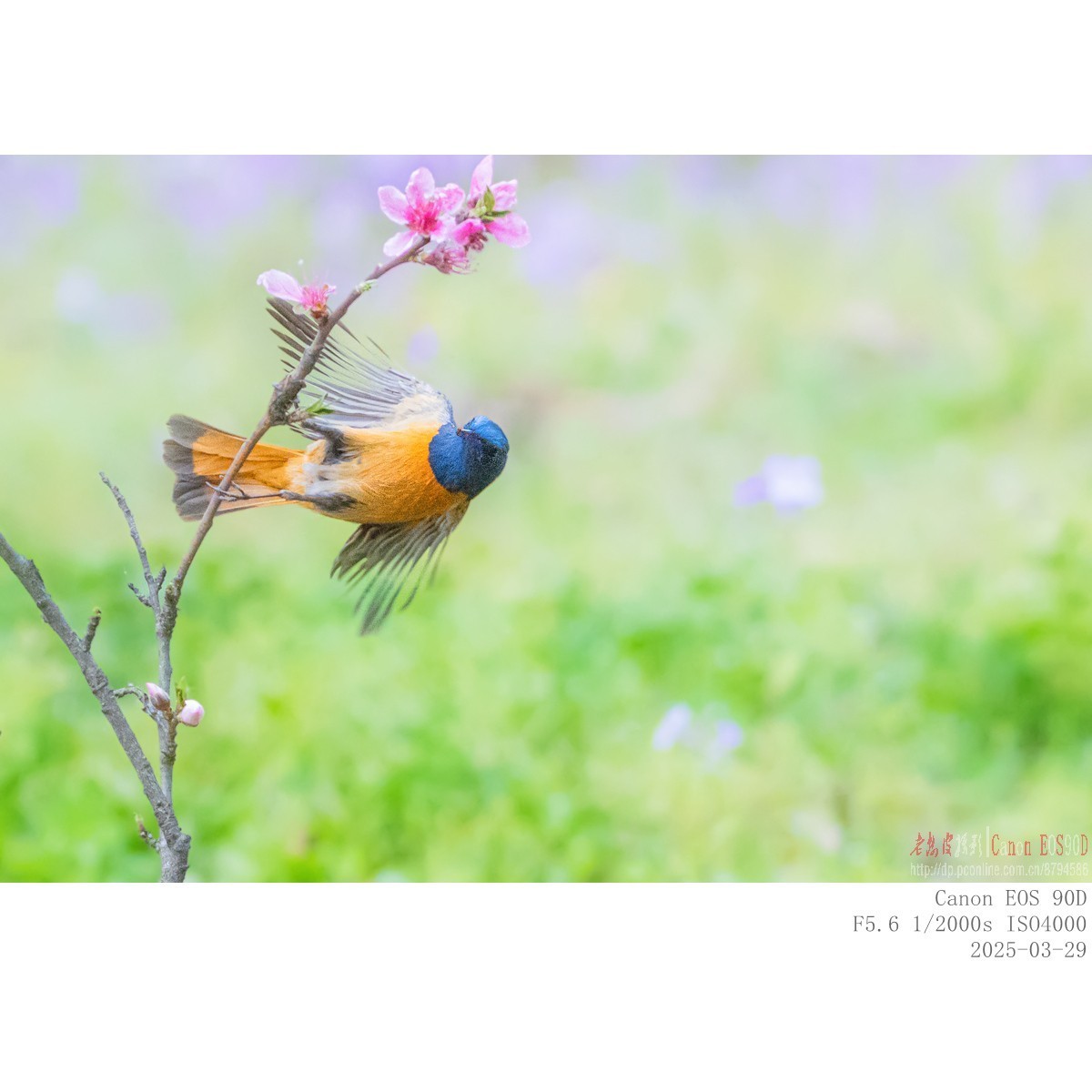 240329蓝额红尾鸲 续