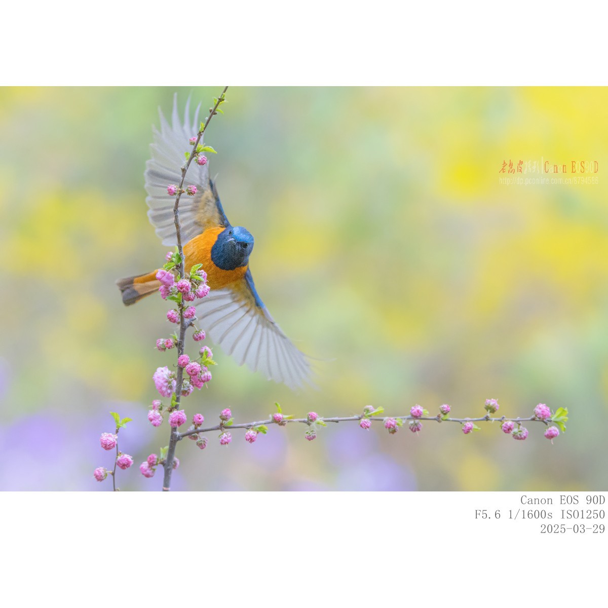 240329蓝额红尾鸲 续