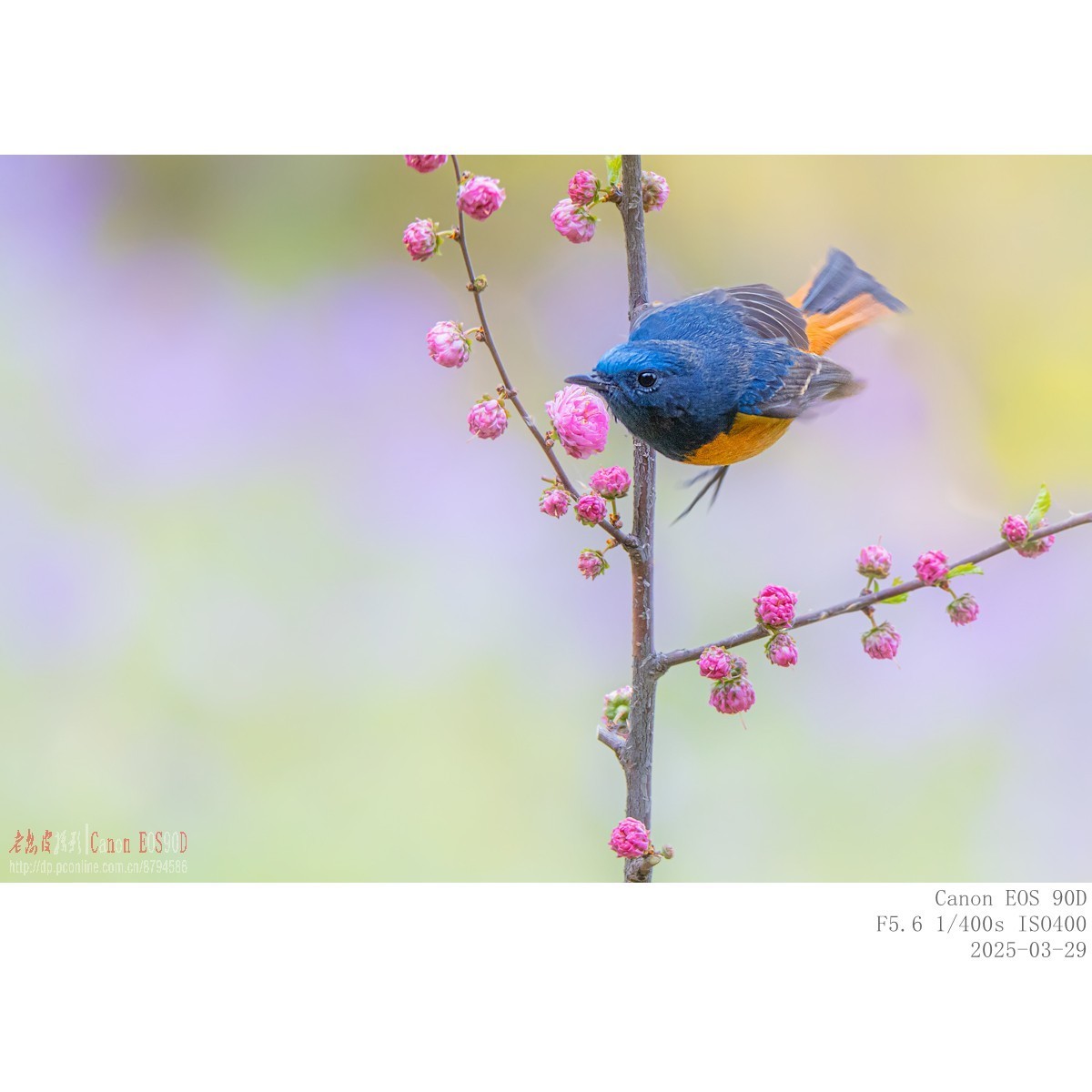 240329蓝额红尾鸲 续