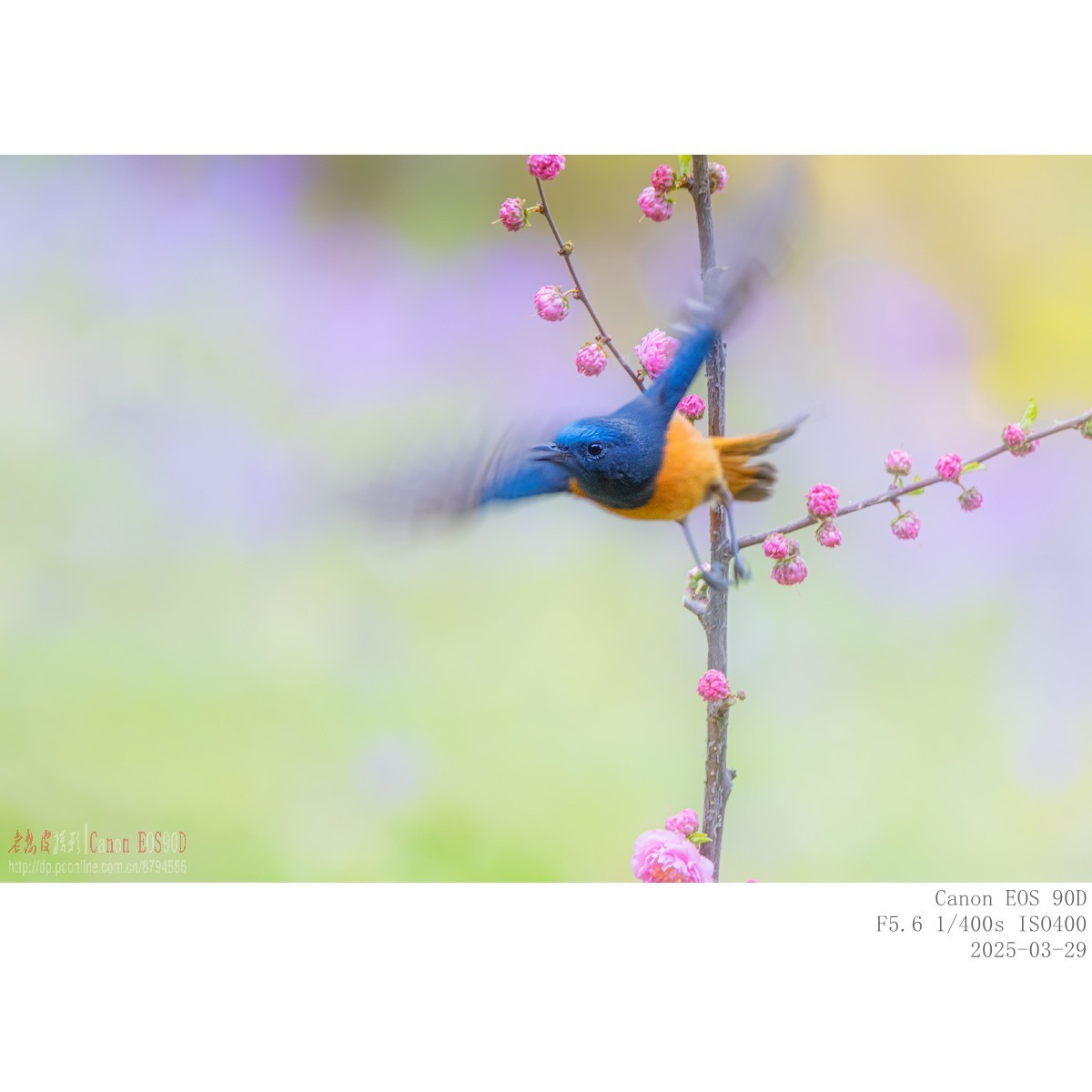 240329蓝额红尾鸲 续