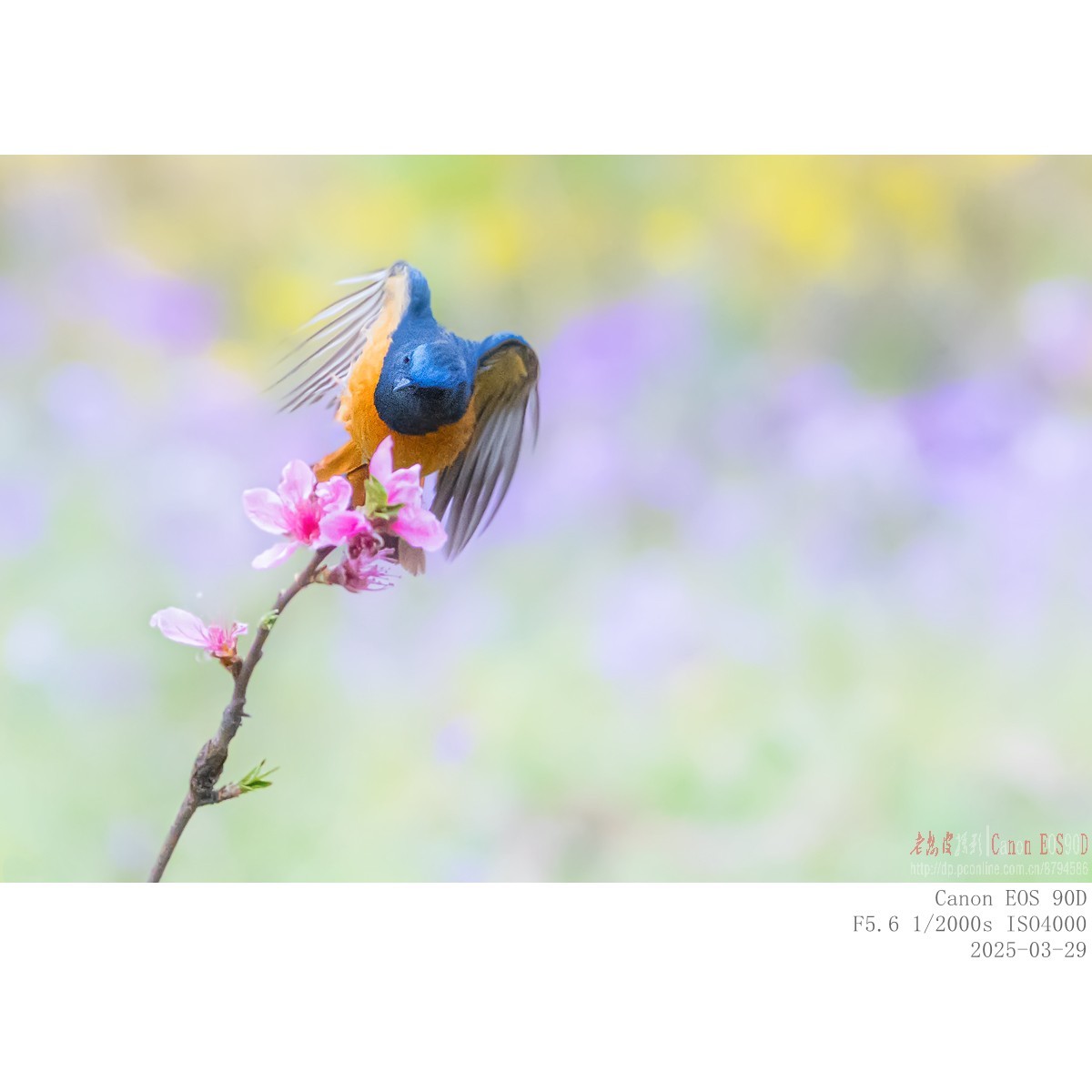 240329蓝额红尾鸲 续