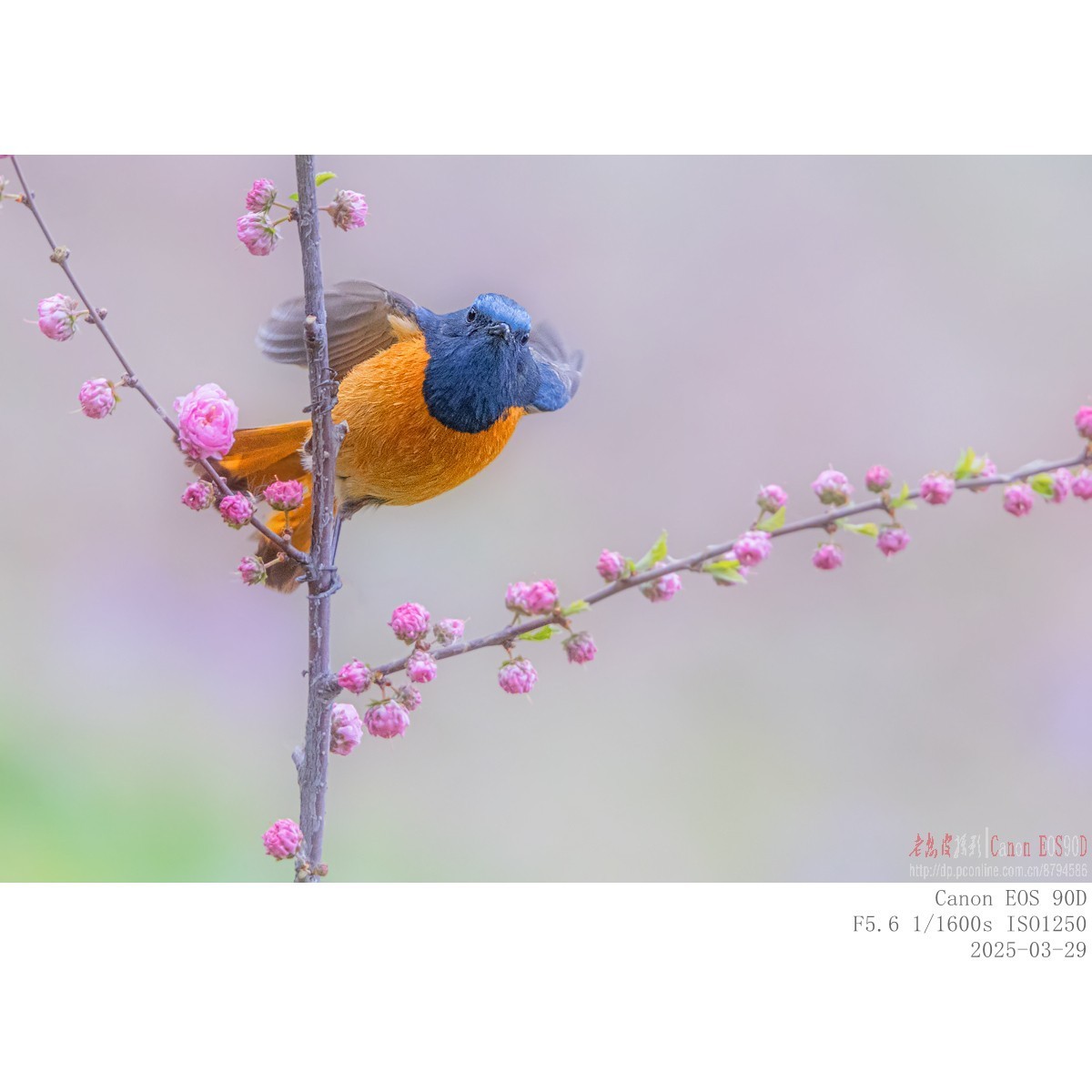 240329蓝额红尾鸲 续