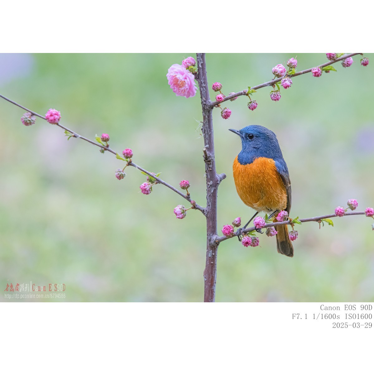 240329蓝额红尾鸲 续