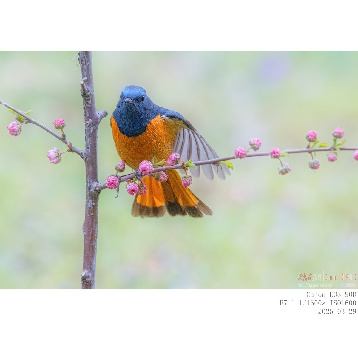 240329蓝额红尾鸲 续