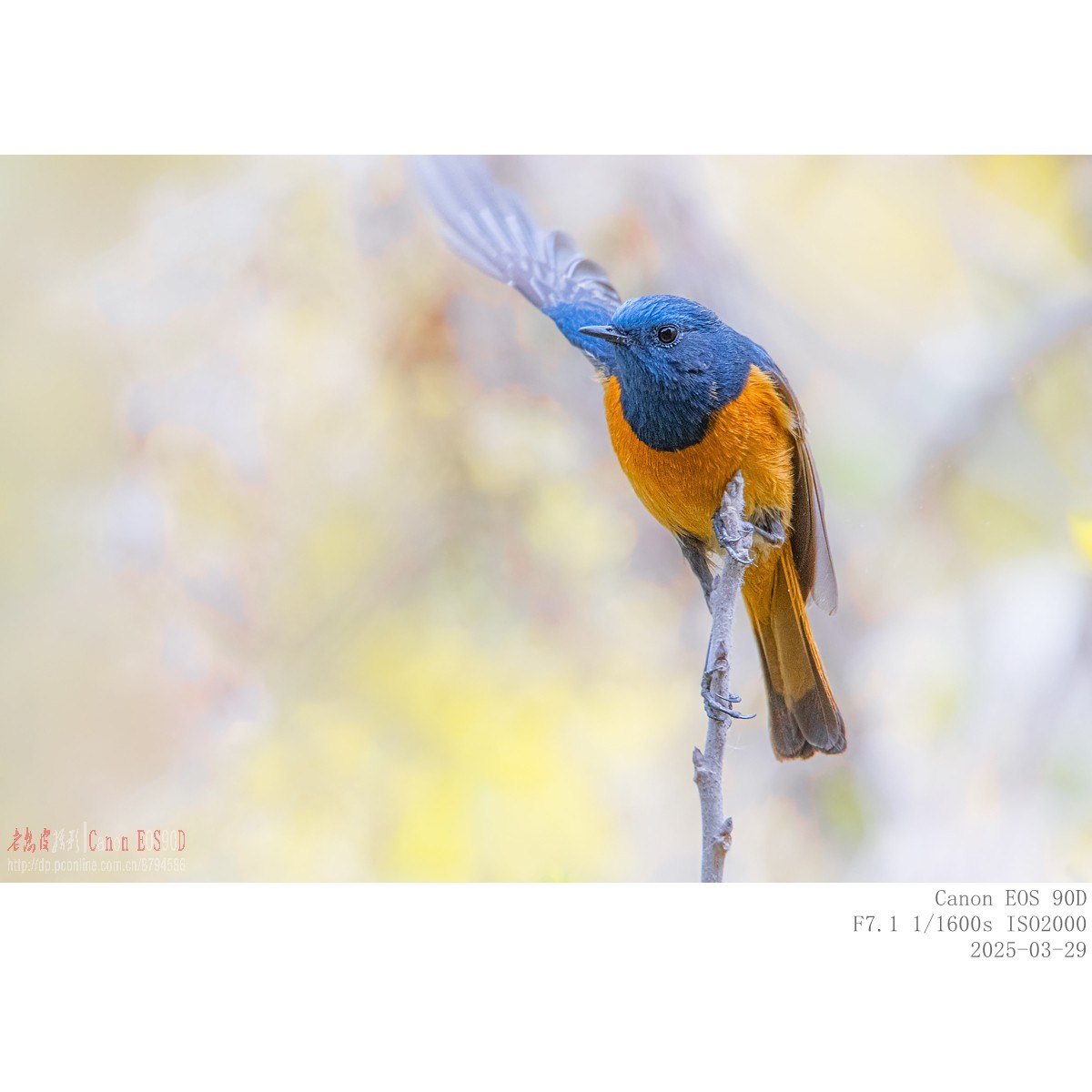 240329蓝额红尾鸲 续